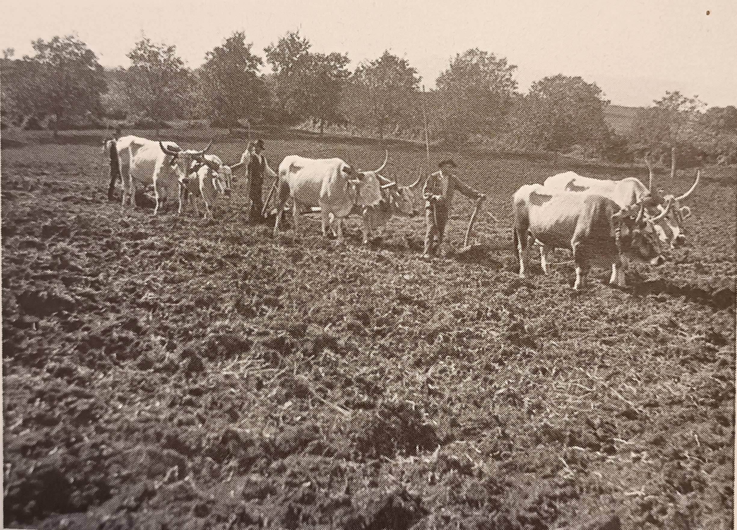 MONDO CONTADINO FOTOGRAFIE 4