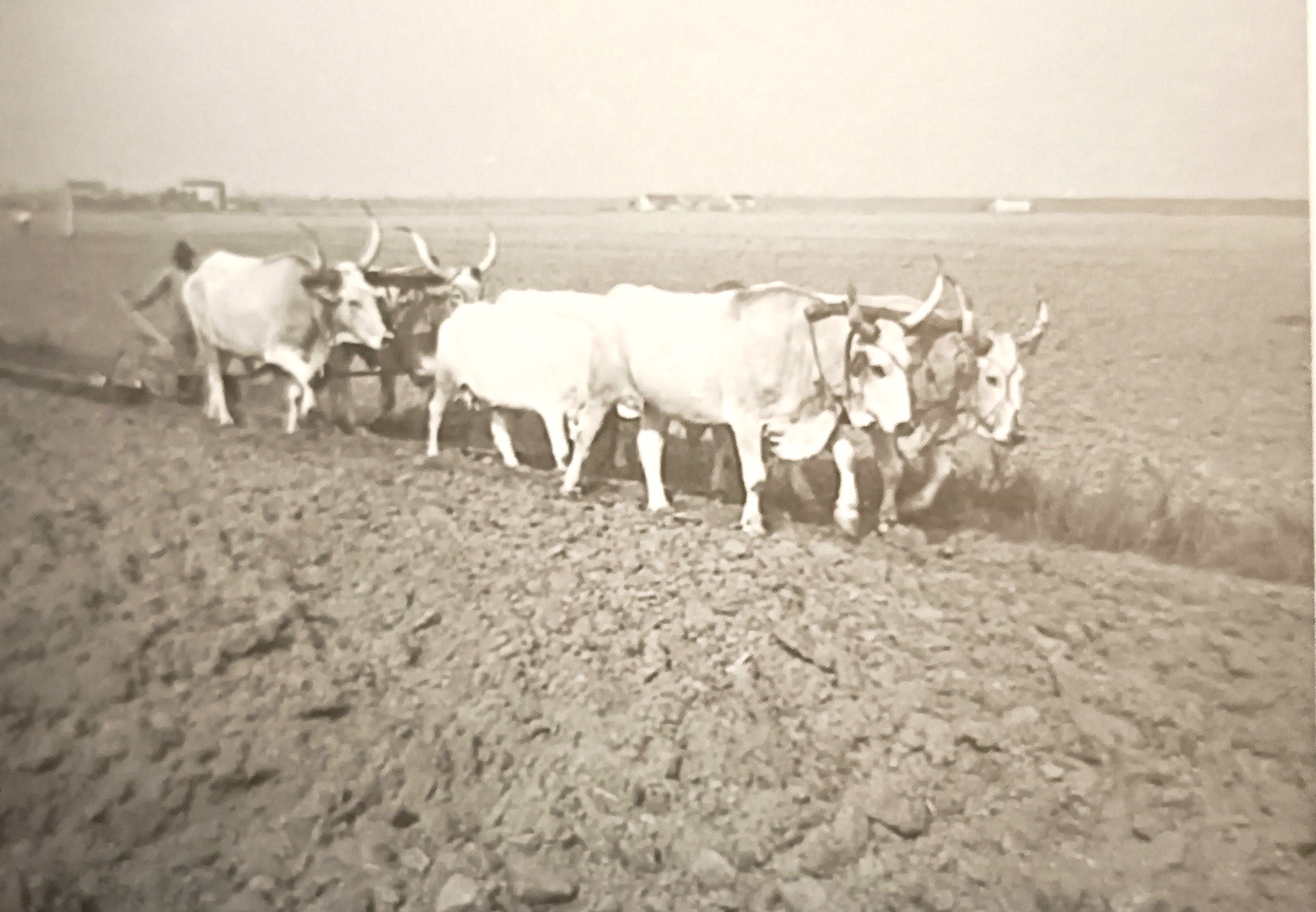 MONDO CONTADINO FOTOGRAFIE 5