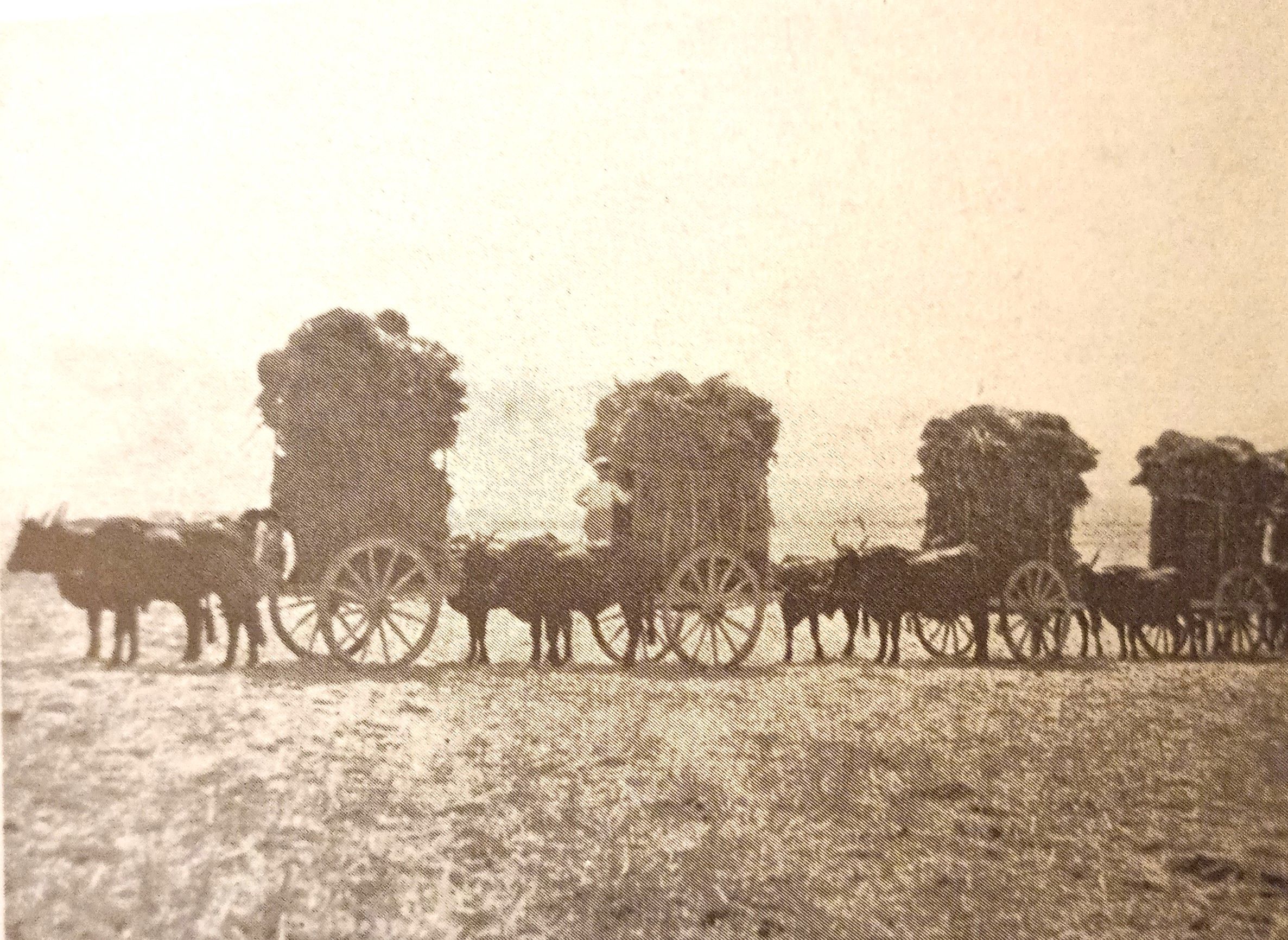 MONDO CONTADINO FOTOGRAFIE 8